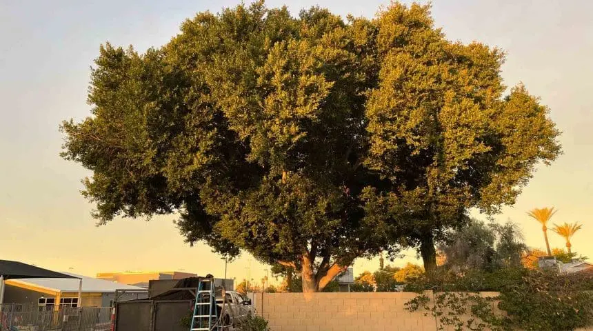 Buckeye, AZ Tree Services