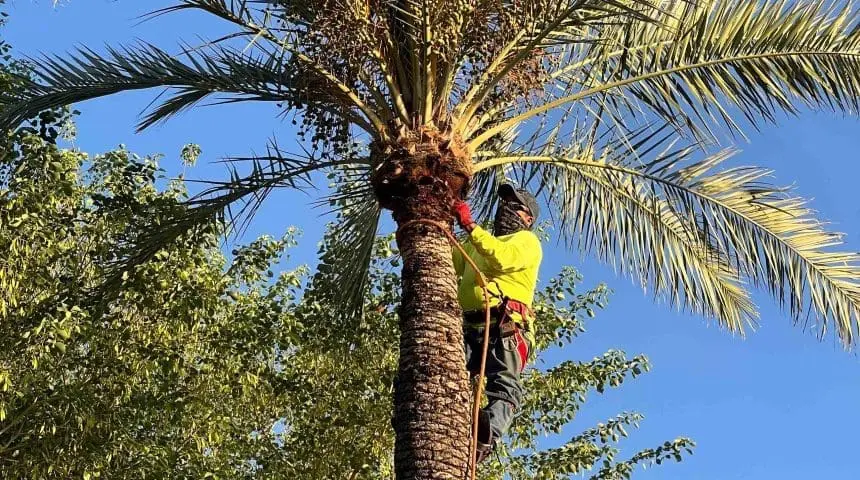 Buckeye, AZ Tree Services